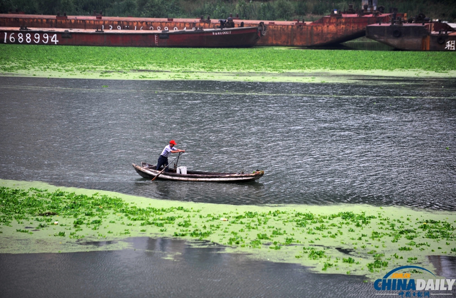 武汉汉江出现大片水葫芦