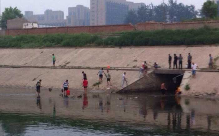 北京通惠河鲶鱼成群跳出水面 众人抢捞