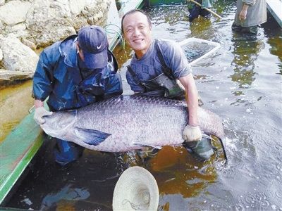 河南男子在水库捕到约11岁大鱼 长1.76米重147斤