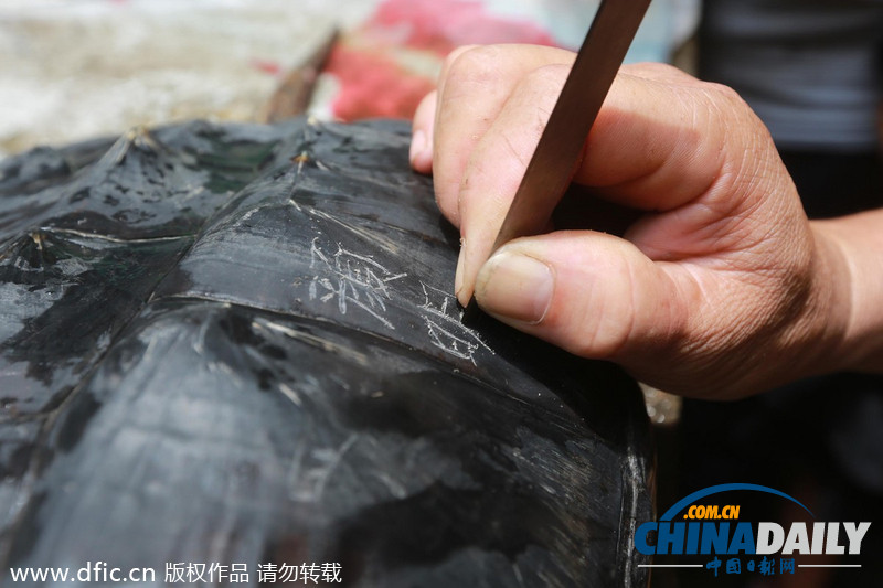 湖南娄底市民河中捕获超大鳄鱼龟 重达22.65斤号称“水底熊猫”