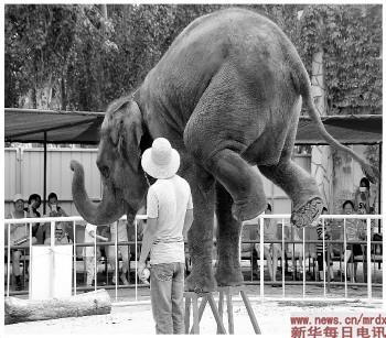 天津动物园违规表演 大象“走梅花桩”“过独木桥”