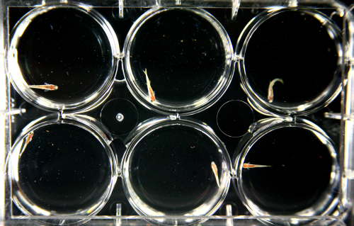 斑马鱼吃中药行为分析揭示中药处方如何发挥作用——南开大学研究成果发现解析中药作用机理新思路