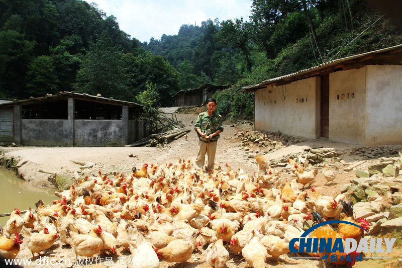 江西遂川：大学生放弃十万年薪返乡养殖生态鸡 当上“鸡司令”