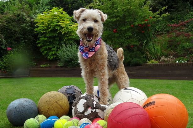 英国小狗酷爱收集球类 近千只球堆满主人车库