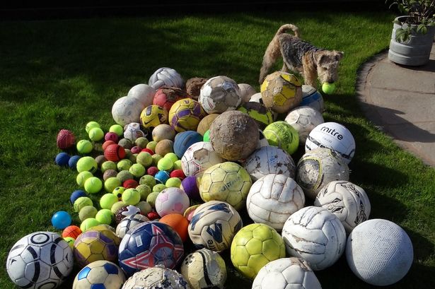 英国小狗酷爱收集球类 近千只球堆满主人车库