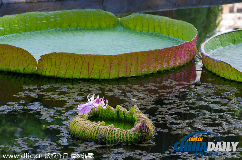 西安植物园王莲盛开美如画 可承重50公斤以上