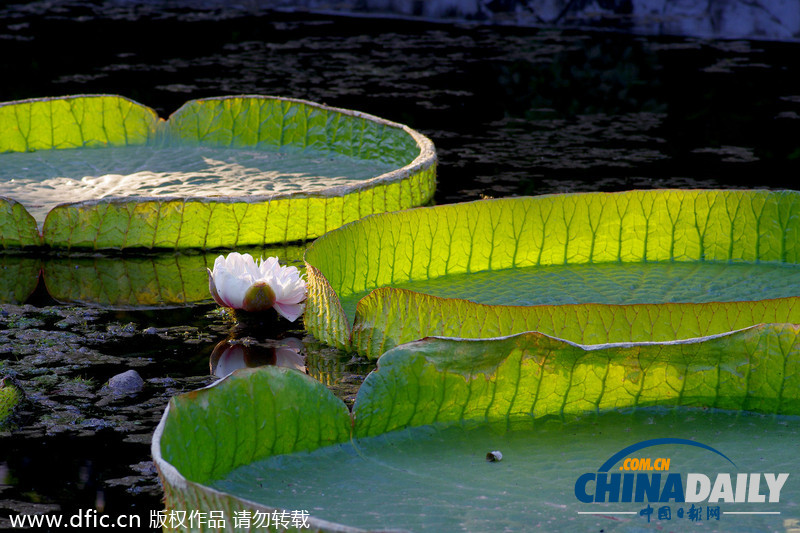 西安植物园王莲盛开美如画 可承重50公斤以上