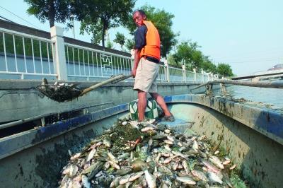 北京市民河中放生小鱼 水温过高上千斤鱼被烫死