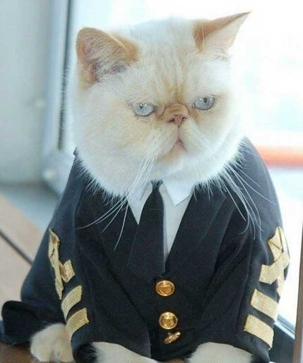一只荣升为中尉的流浪猫 拥有专属制服[图]