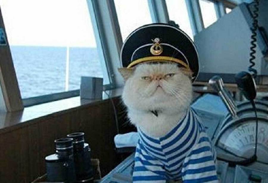 一只荣升为中尉的流浪猫 拥有专属制服[图]