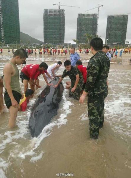 长3米重4吨虎头鲸被台风吹上广东沙滩