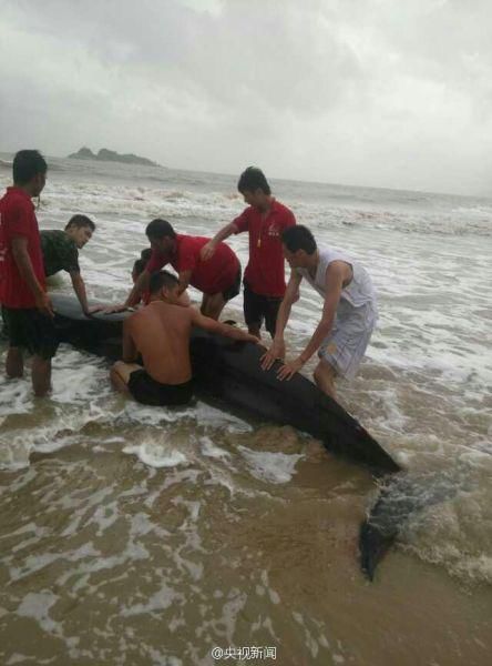 长3米重4吨虎头鲸被台风吹上广东沙滩