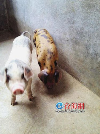 白母猪生出一只“金猪”　身体金黄加黑色斑点