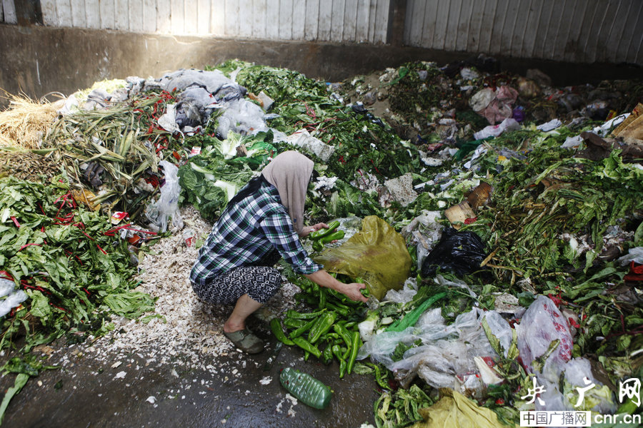 西安每日60吨被扔蔬菜遭捡食