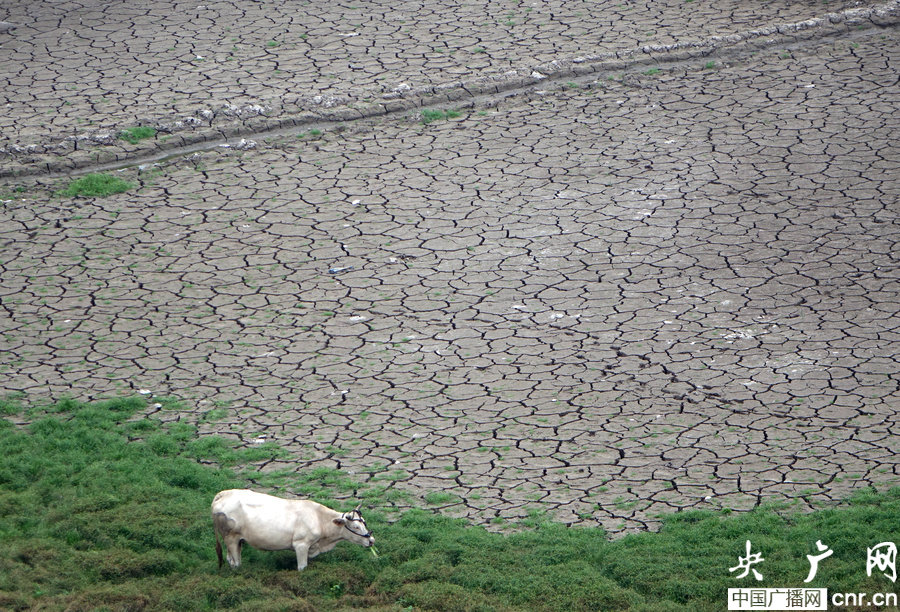 河南大旱多地供水告急 村民抓阄排号取水