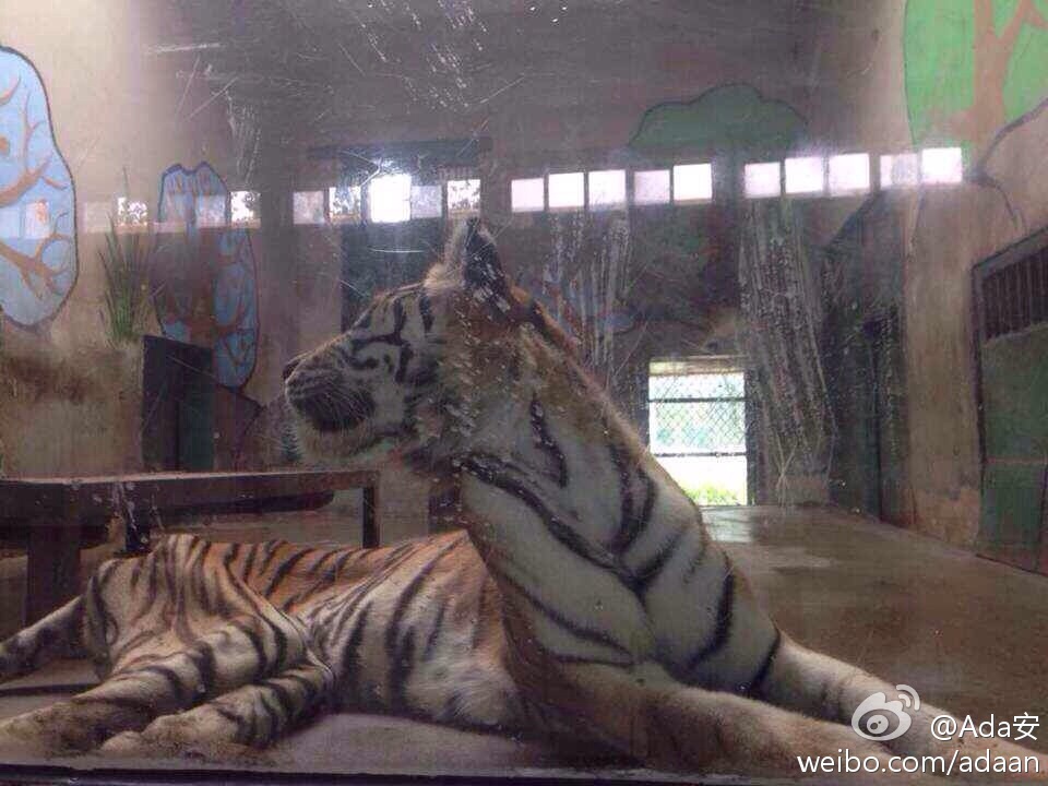 网友曝光天津动物园一老虎骨瘦如柴(高清组图)