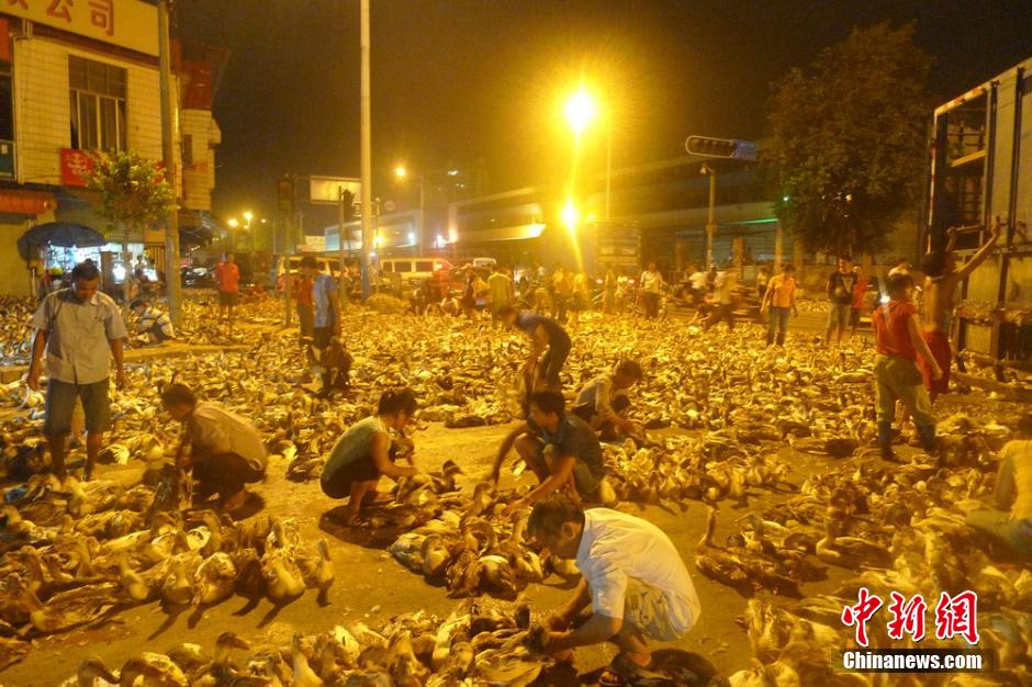 中元节将至 广西柳州十万鸭子铺满街市通宵买卖