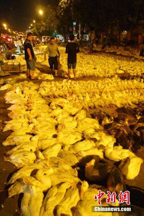中元节将至 广西柳州十万鸭子铺满街市通宵买卖