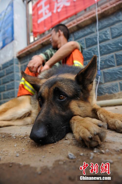 【图片故事】云南鲁甸震区的“英雄搜救犬”