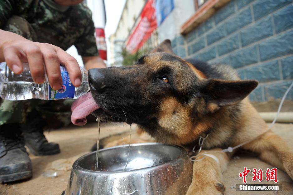 【图片故事】云南鲁甸震区的“英雄搜救犬”
