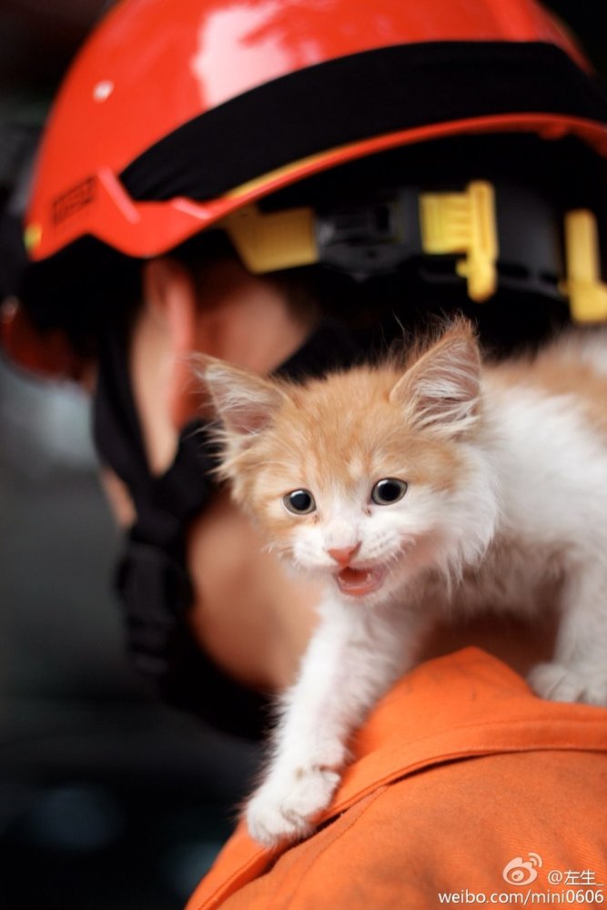 “萌猫硬汉”组合：消防员爬树救猫照暖人心