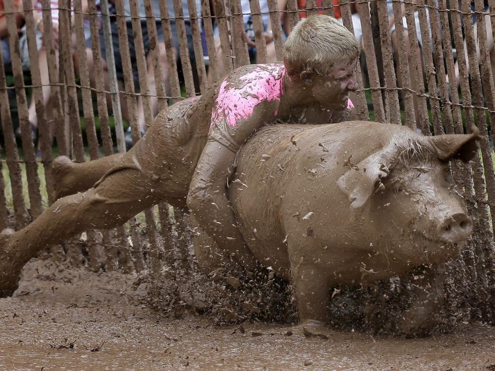 美人猪摔跤遭抗议泥浆中与猪互搏