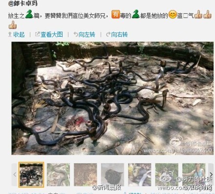 广东女子在公园放生五步蛇眼镜蛇等多条毒蛇