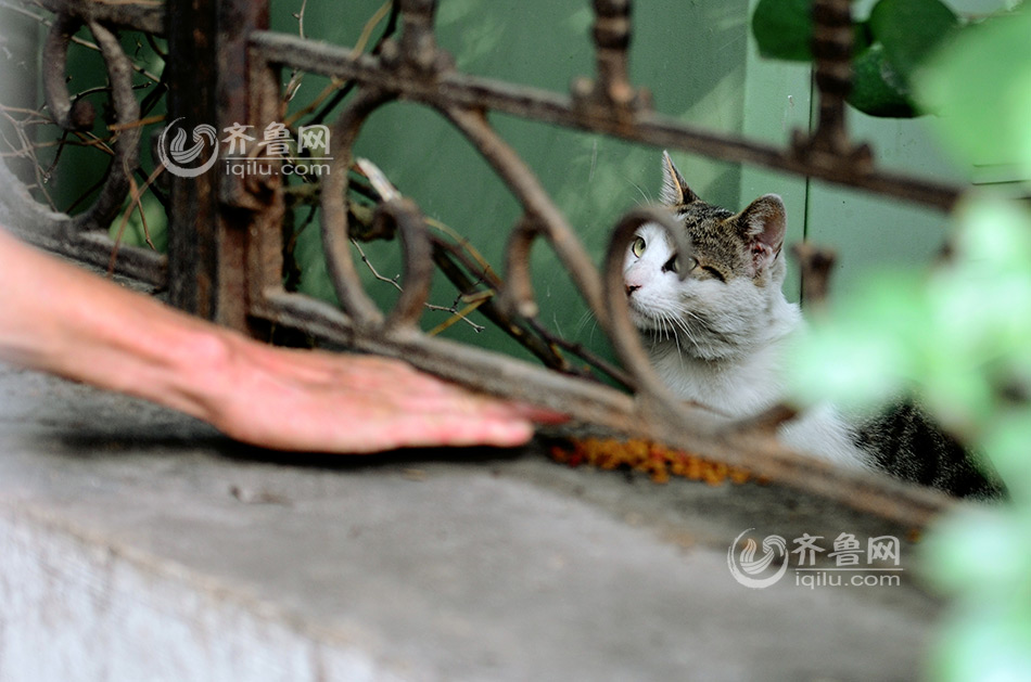 青岛74岁“猫咪控”奔走喂养流浪猫 坚持8年风雨无阻