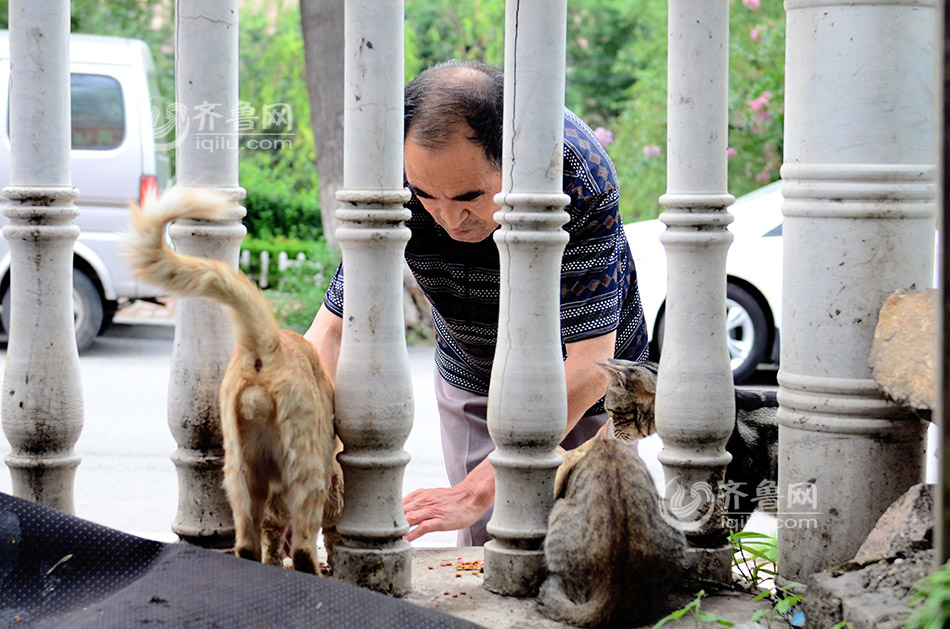 青岛74岁“猫咪控”奔走喂养流浪猫 坚持8年风雨无阻