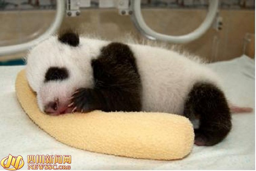 揭秘大熊猫孕育：熊猫妈妈看录像学习带仔