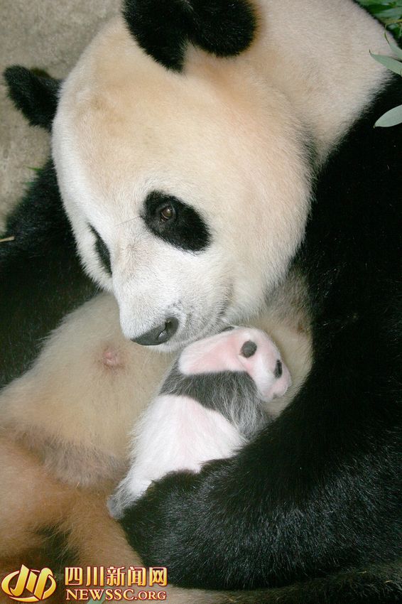 揭秘大熊猫孕育：熊猫妈妈看录像学习带仔
