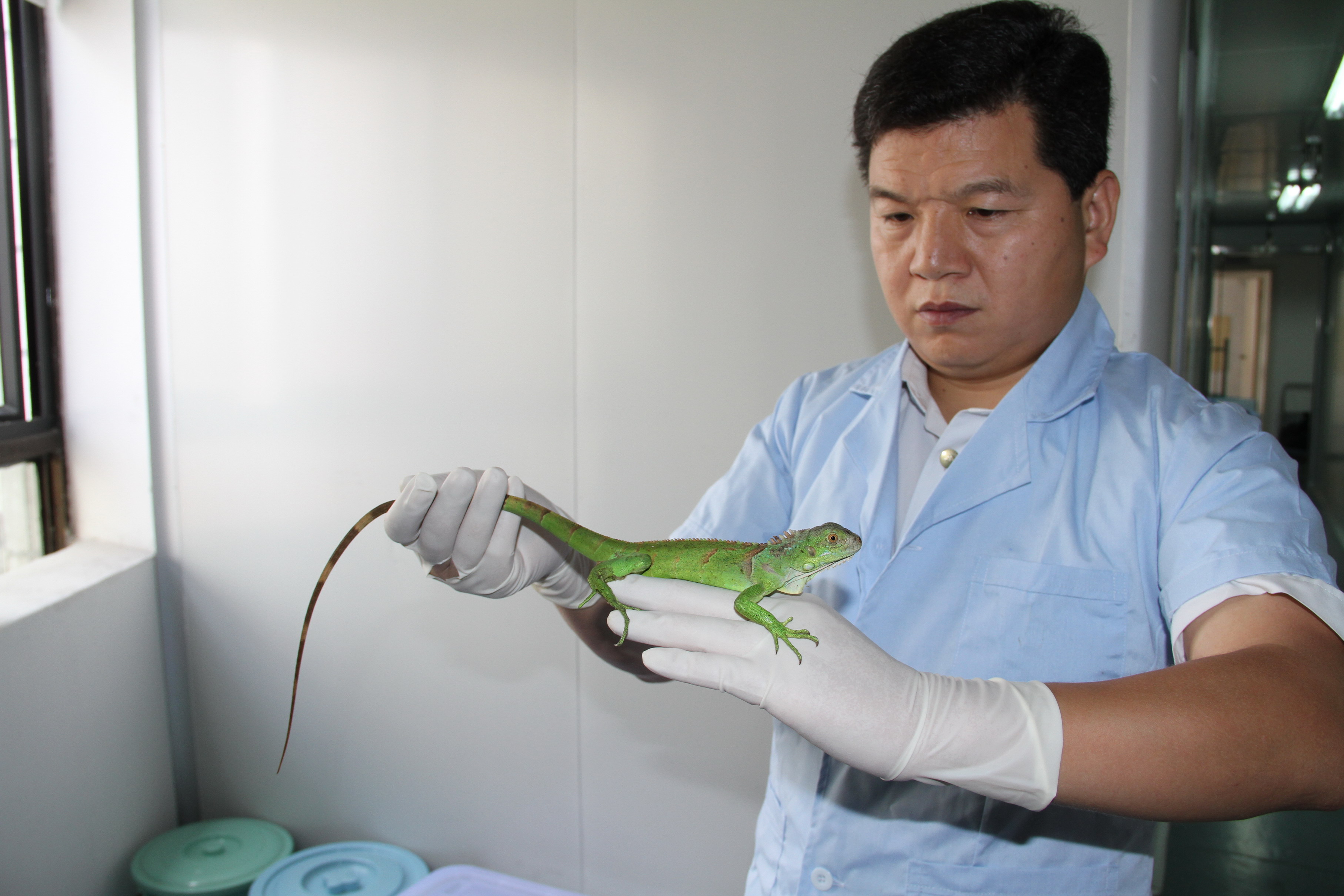 广东顺德检验检疫局截获非法携带入境的100只活蜥蜴