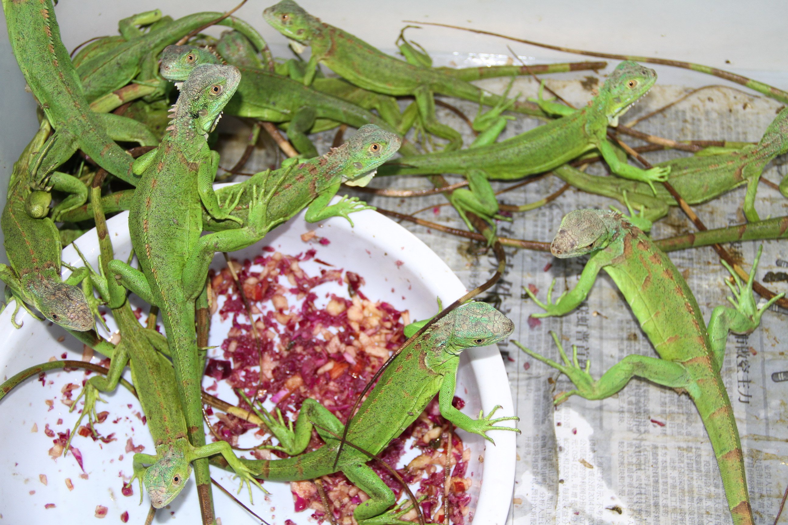 广东顺德检验检疫局截获非法携带入境的100只活蜥蜴