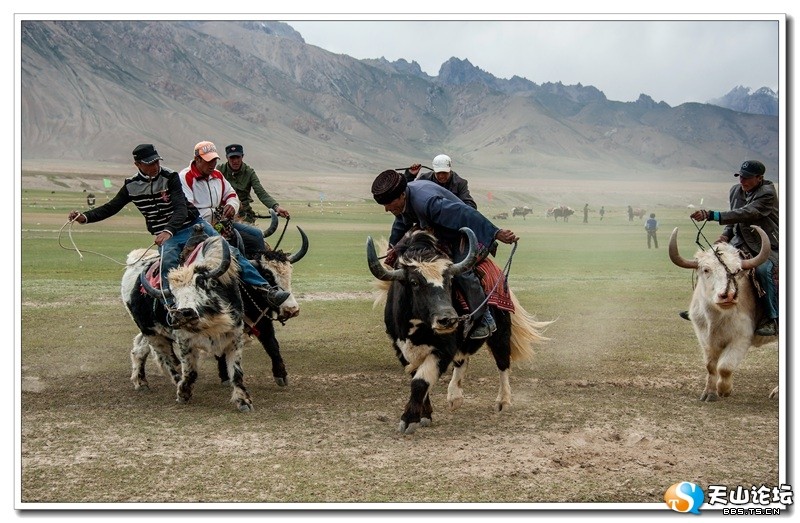 新疆帕米尔高原牦牛叼羊比赛 场面惊险刺激