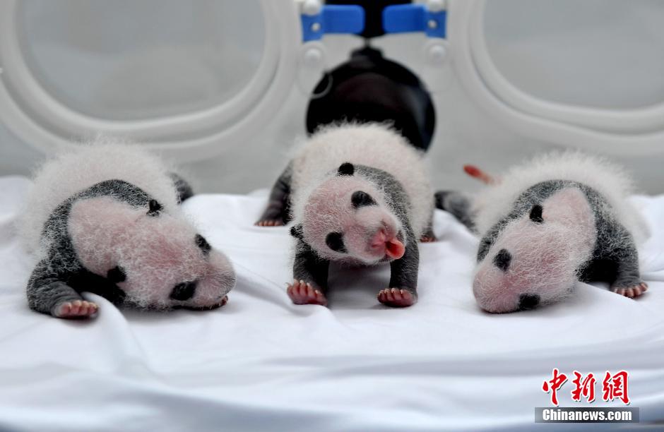 广州大熊猫三胞胎集体亮相 萌翻网友