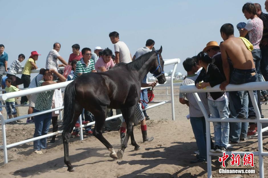 内蒙古通辽举办赛马节 马匹选美看体型毛色步伐