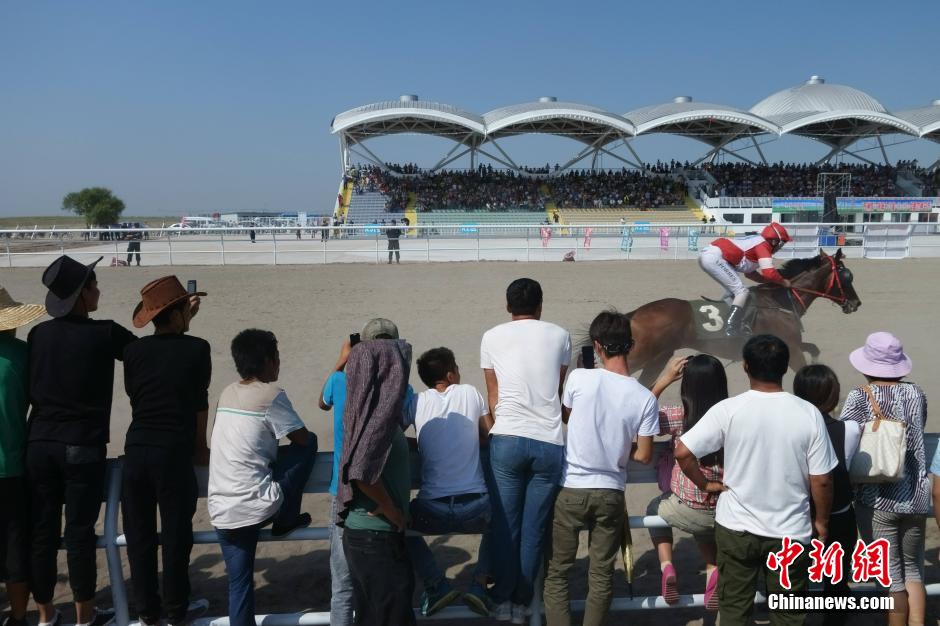 内蒙古通辽举办赛马节 马匹选美看体型毛色步伐