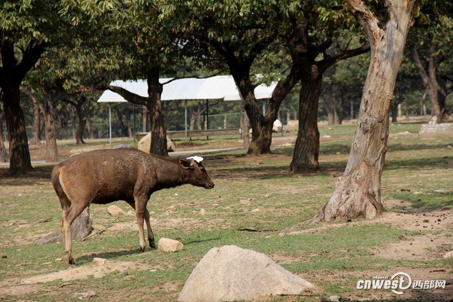 实拍动物园割鹿角 园方称防止顶伤其他动物