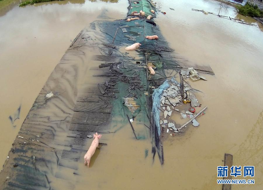 连续暴雨致浙江丽水多地被淹群众被困