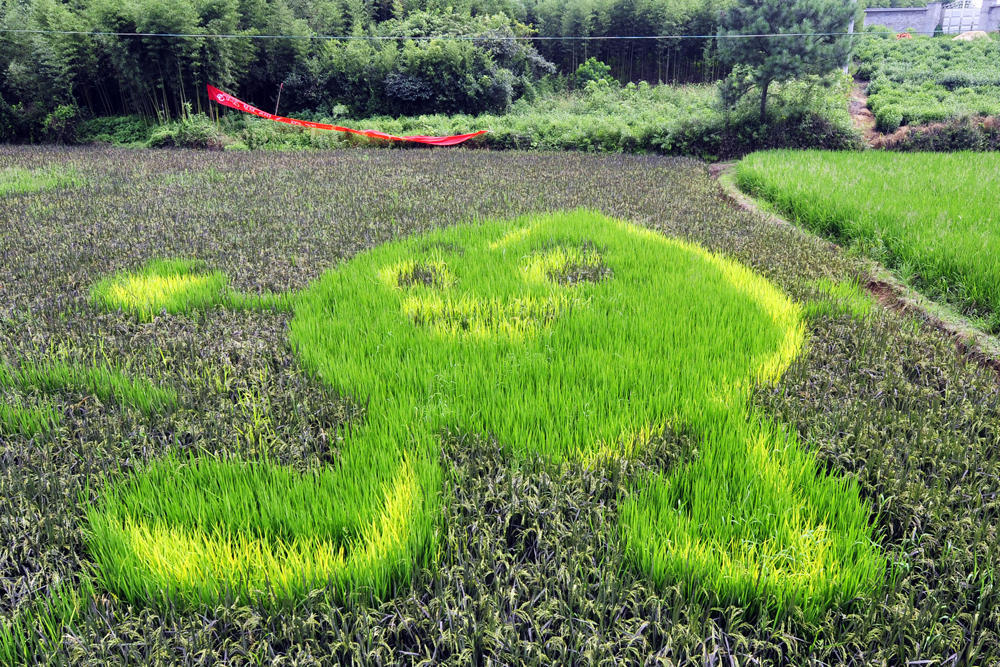 杭州彩色水稻种出