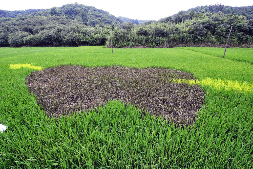 杭州彩色水稻种出