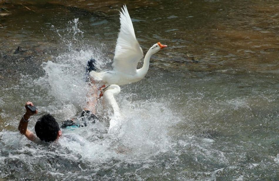 贵州游客下河拍照遭白鹅“强制驱离”