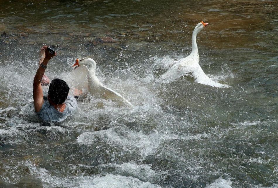 贵州游客下河拍照遭白鹅“强制驱离”