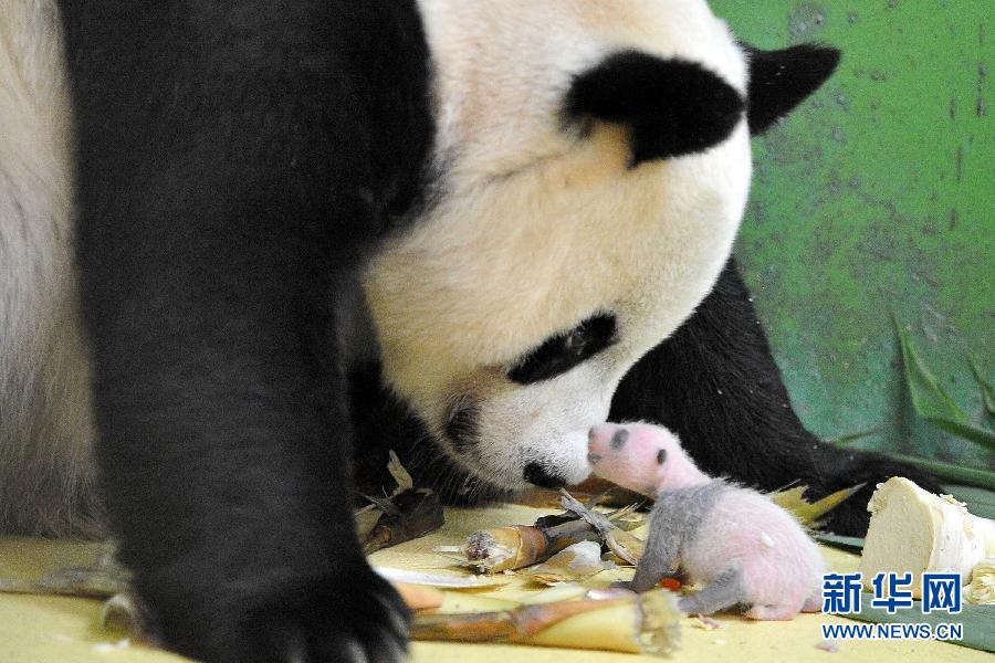 全球首例全部存活的三胞胎大熊猫成长“满月”