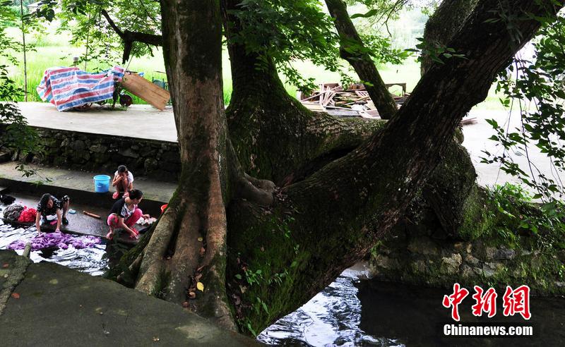 江西500多岁古樟长成“树拱桥”