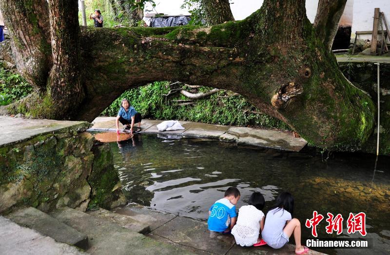 江西500多岁古樟长成“树拱桥”
