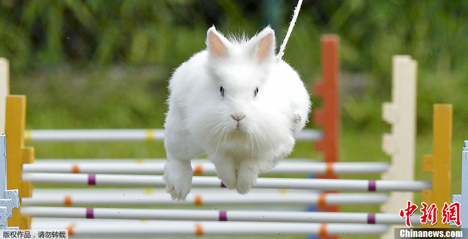 德国小兔子跨栏比赛 萌态十足滑稽可爱