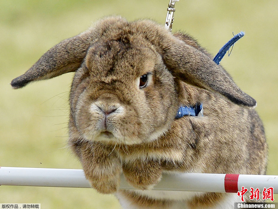 德国小兔子跨栏比赛 萌态十足滑稽可爱