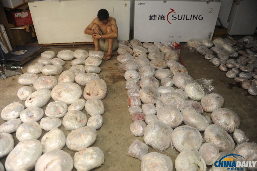 广州：贩卖数百穿山甲 4嫌犯被抓