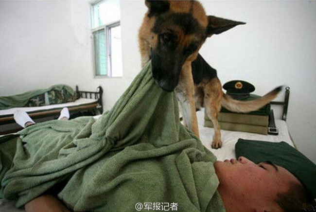 退伍老兵与他的军犬：带不走的战友，褪不去的战友情